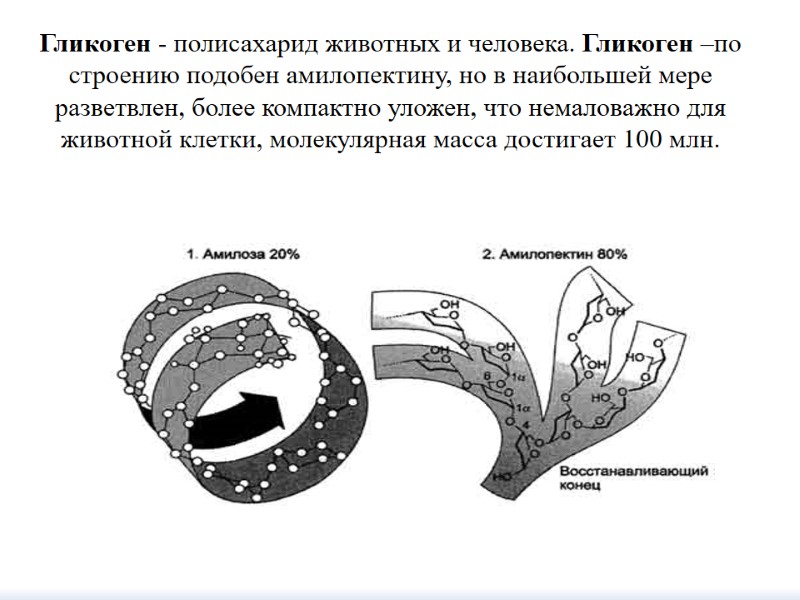 Гликоген - полисахарид животных и человека. Гликоген –по строению подобен амилопектину, но в наибольшей
